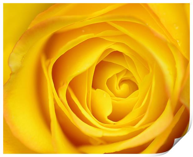 Yellow Rose Petals macro Print by patrick dinneen