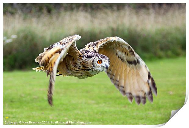 European Eagle Owl in Flight Print by Oxon Images