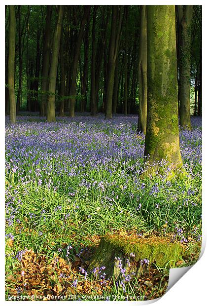 Bluebell wood and stump Print by Oxon Images