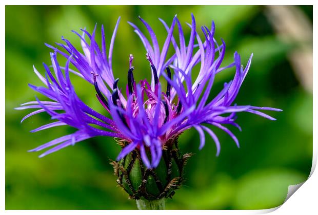 Cornflower in bloom Print by Oxon Images