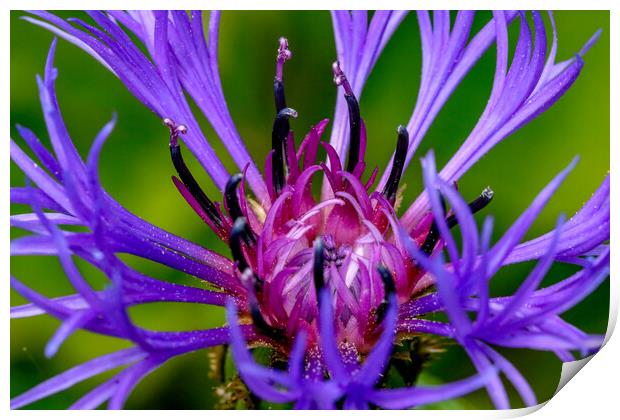 Cornflower close up Print by Oxon Images