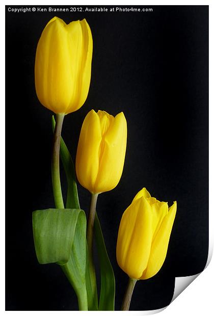 Three yellow Tulips Print by Oxon Images