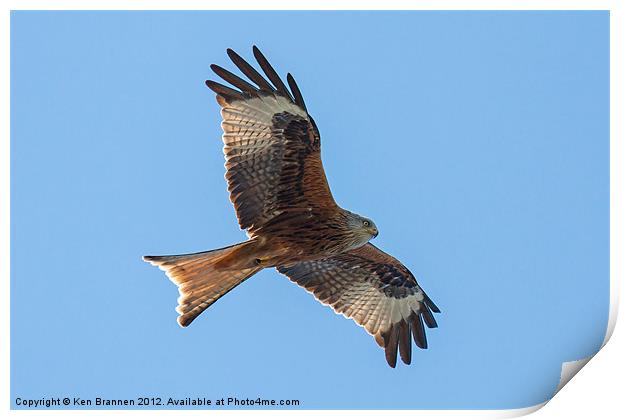 Red kite flying Print by Oxon Images