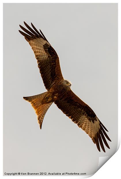 Red kite flying 2 Print by Oxon Images