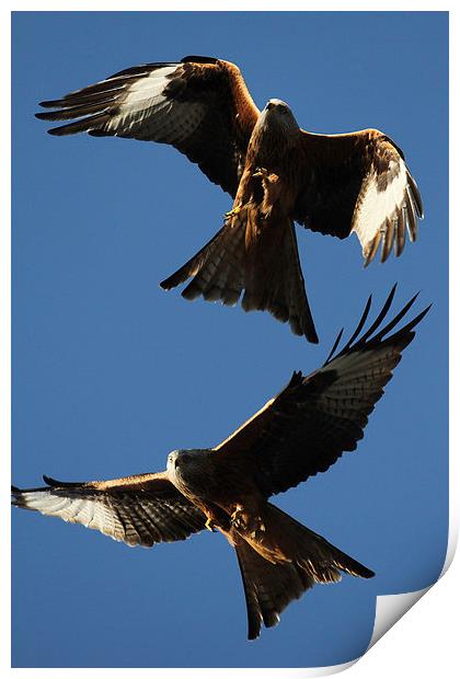 Two Red Kites Print by Oxon Images