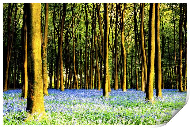 Bluebells at Micheldever Print by Oxon Images