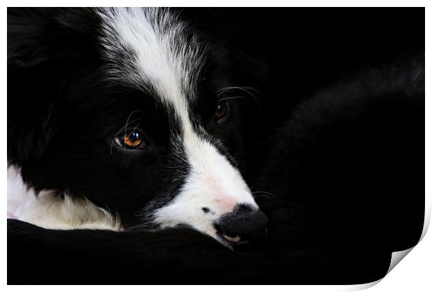 Border Collie puppy Print by Oxon Images