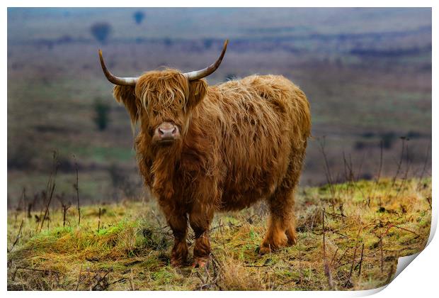 Highland Cow on hillside Print by Oxon Images