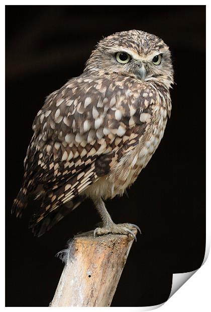 Burrowing Owl Print by Oxon Images