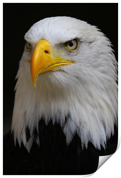 American Bald Eagle Print by Oxon Images