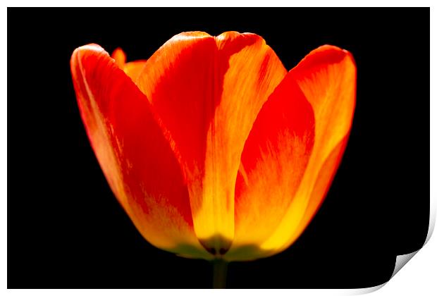 Brightly coloured Tulip Print by Oxon Images