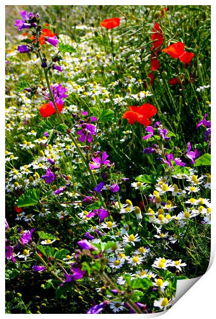 Wildflowers in a hedgerow Print by Oxon Images