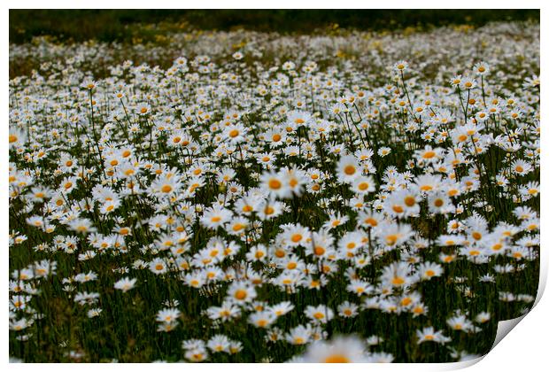 A Field of wild daisies Print by Oxon Images