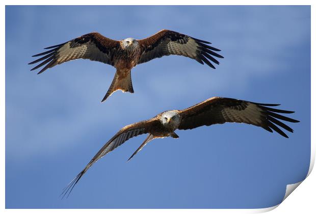 Red Kites Soaring Print by Oxon Images