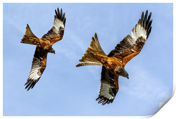 Red Kites Swooping In Oxfordshire Print by Oxon Images