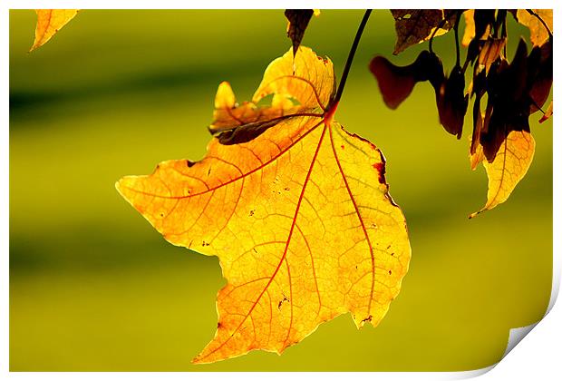 The Autumn Leaf. Print by Viraj Nagar