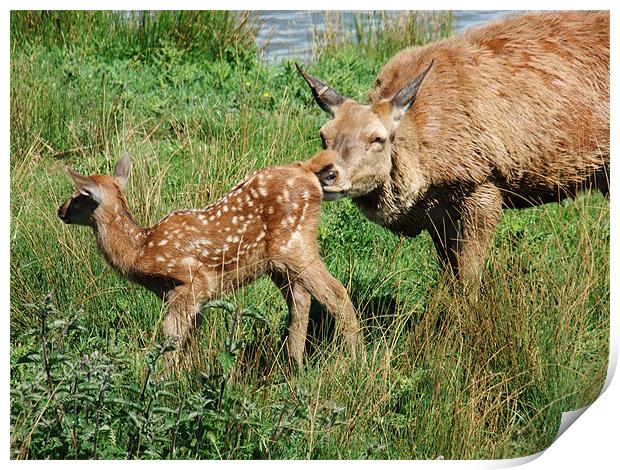 Taking The First Step Print by Ginny Gregg