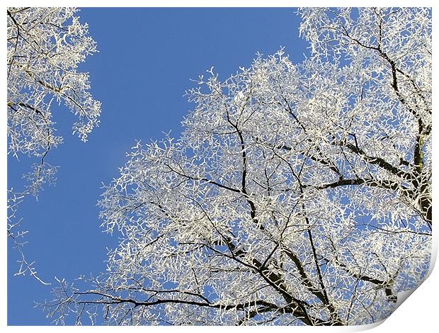 Frost Blossom Trees Print by Ginny Gregg