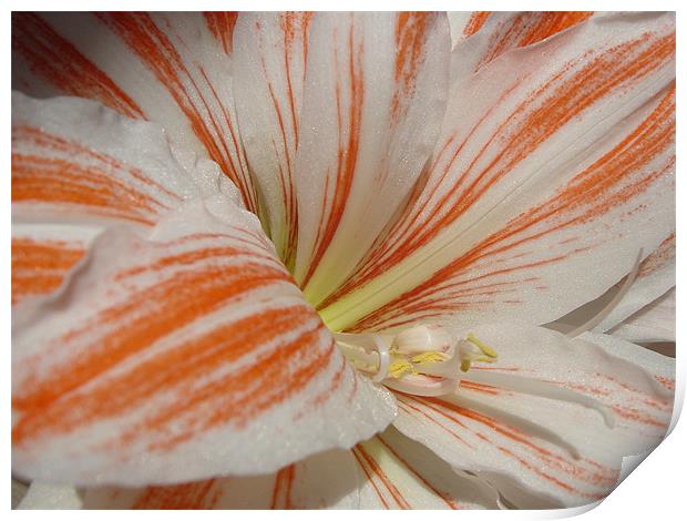 Natural Amaryllis Print by Heather Gale