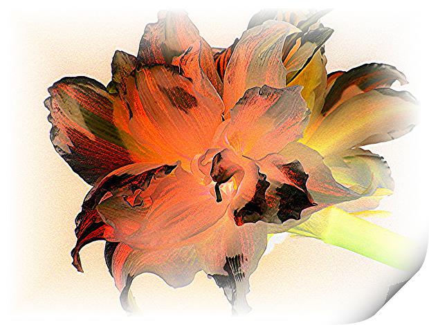 Tiger Amaryllis Print by Heather Gale