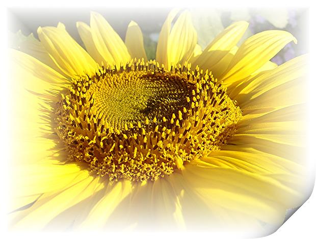 Gentle Sunflower Print by Heather Gale