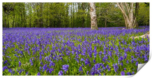 Enys Gardens Bluebells Print by David Wilkins