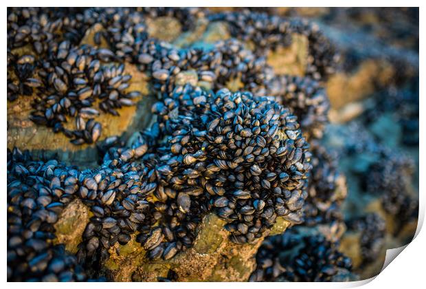 Mussels Print by David Wilkins