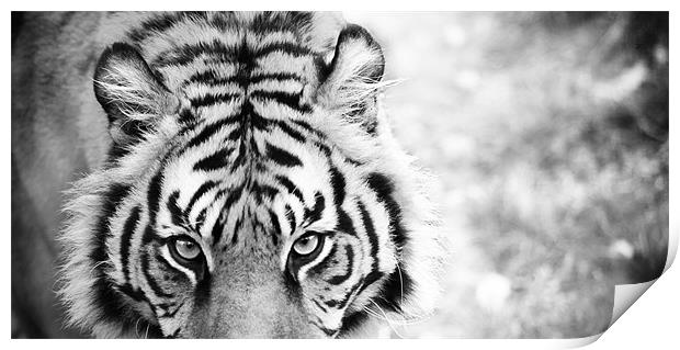 Eye of the Tiger Print by Clare FitzGerald