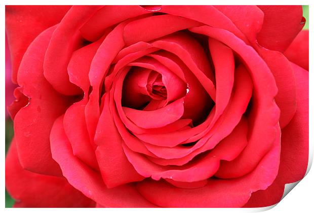 Roses are Red Print by Clare FitzGerald