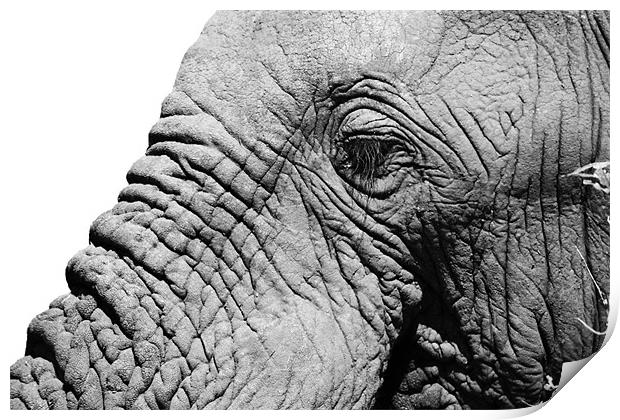 Elephant face Print by Clare FitzGerald