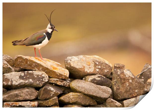 Lapwing on Yorkshire Dry Stone Wall Print by Danny Hill