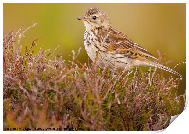 Meadow Pipit on South Pennine Moors Print by Danny Hill