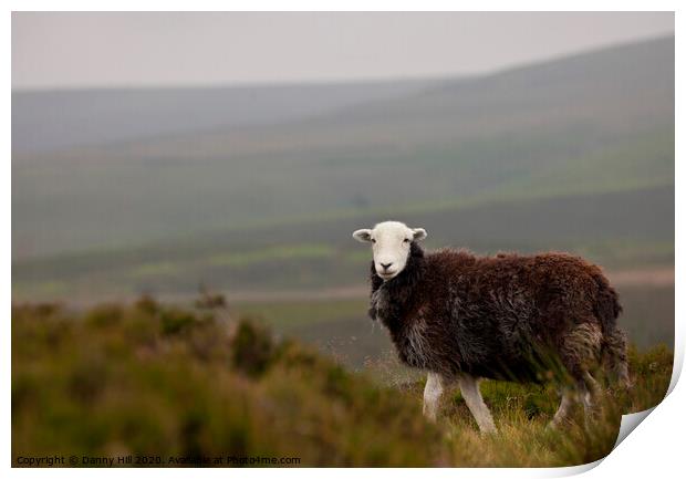 Lone sheep on moorland Print by Danny Hill