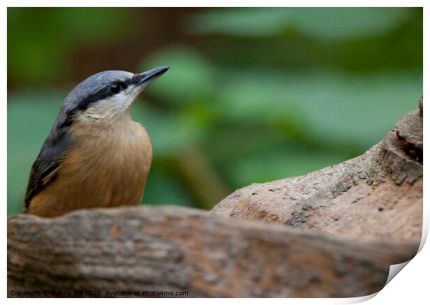 Nuthatch in woodland Print by Danny Hill