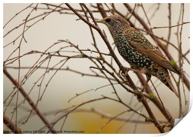 Winter Starling Print by Danny Hill