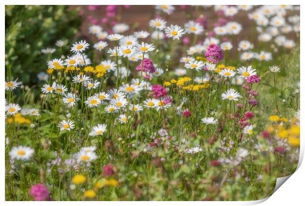 Wild Flora Print by David Hare