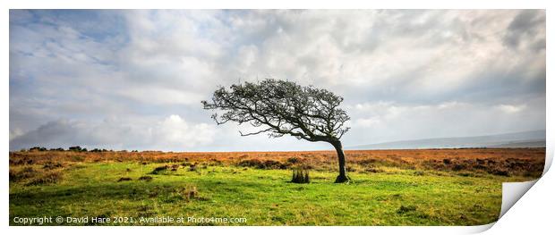 Single tree on Dartmoor Print by David Hare