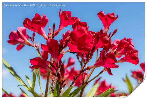Red Flowers Print by David Hare