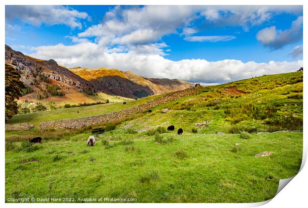 Lake District Sheep Print by David Hare