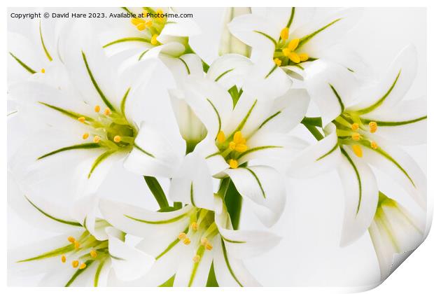 White Flowers Print by David Hare