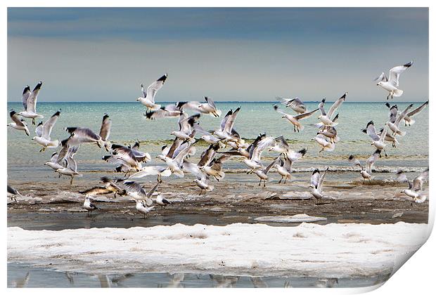 Gulls in Flight Print by David Hare