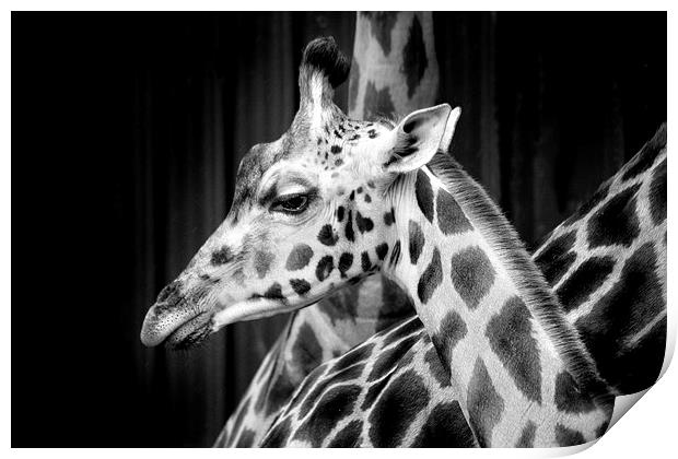 Giraffe Print by David Hare