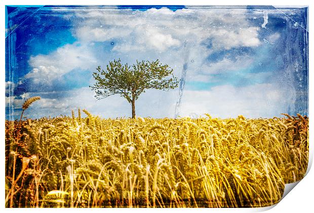  Single tree in a wheat field Print by David Hare