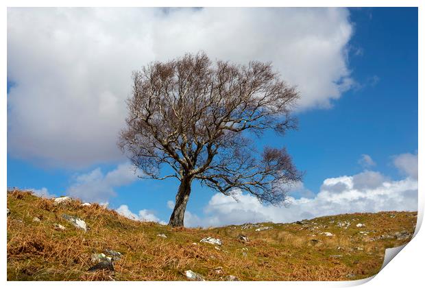 A single tree, Dumfries and Galloway Print by David Hare