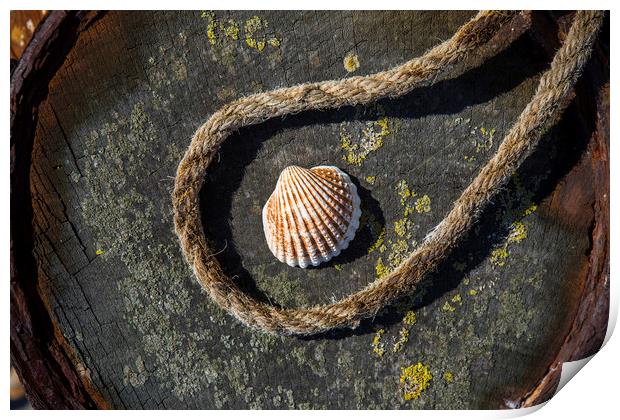 Shell and Rope Print by David Hare