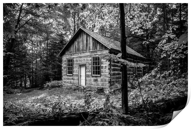 Woodland Shed Print by David Hare