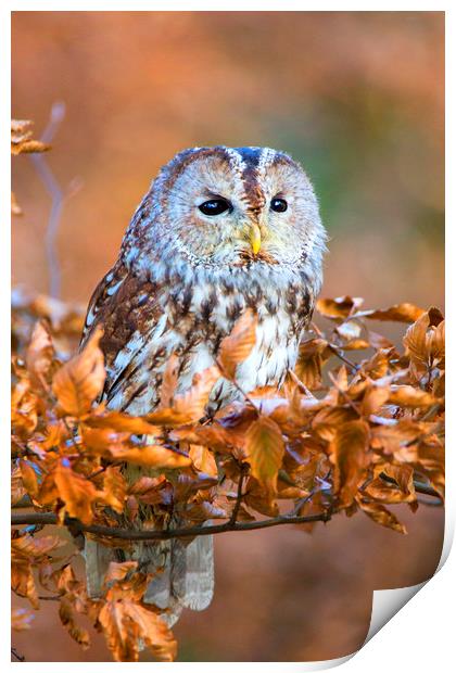 Tawny Owl Print by David Hare