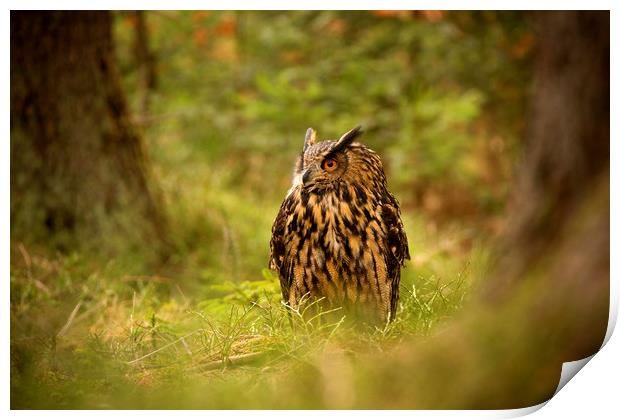 Eagle Owl Print by David Hare