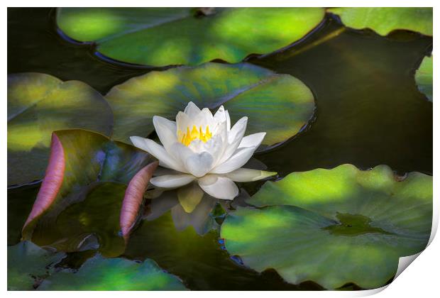 Water Lily Print by David Hare