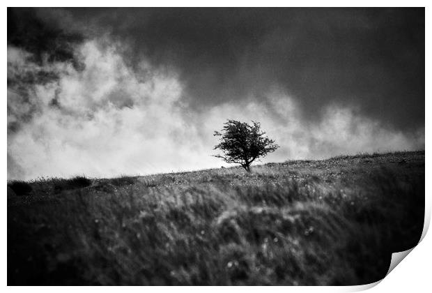 A single tree on Dartmoor Print by David Hare